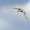 Rybak dlouhoocasy - Sterna paradisaea - Arctic Tern 2535